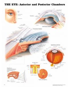 Anterior and Posterior Eye Diagram - 20" x 26"