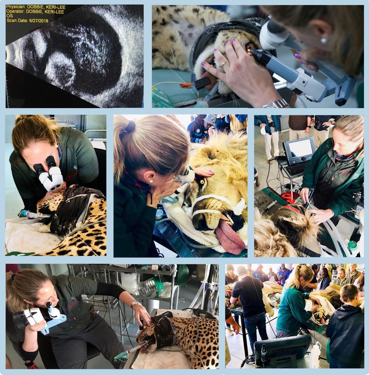 Big cats charity in namibia keeler loans 4sight psl to help